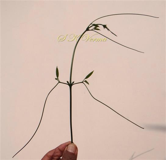  Tendrils